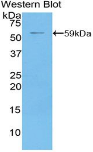 Biotin-Linked Polyclonal Antibody to Cluster Of Differentiation 73 (CD73)