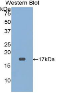 Biotin-Linked Polyclonal Antibody to Cluster of Differentiation 59 (CD59)