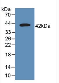 Polyclonal Antibody to Tetraspanin 30Cluster of Differentiation 63 (CD63)