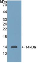 Polyclonal Antibody to Cluster of Differentiation 90 (CD90)