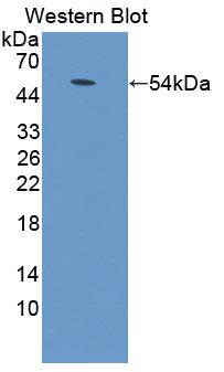 Polyclonal Antibody to Adenylate Cyclase 9 (ADCY9)