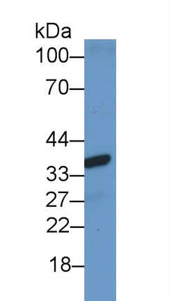 Polyclonal Antibody to Connexin 37 (CX37)