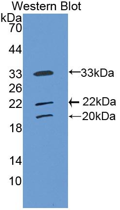 Polyclonal Antibody to Collectin Liver 1 (CLL1)