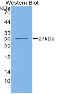 Polyclonal Antibody to Cyclophilin 40 (CYP-40)