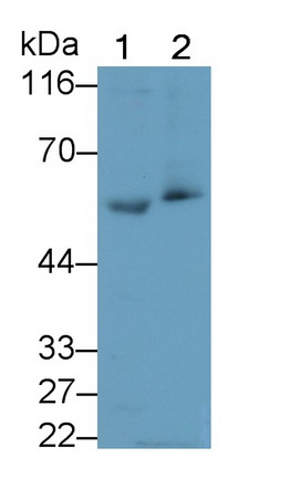 Polyclonal Antibody to Interferon Regulatory Factor 3 (IRF3)