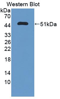 Polyclonal Antibody to Peptidylprolyl Isomerase C (PPIC)