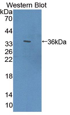 Polyclonal Antibody to Transforming Growth Factor Beta Stimulated Protein Clone 22 (TSC22)