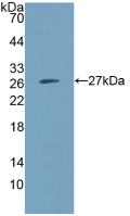 Polyclonal Antibody to C<b>D300</b> Antigen Like Family Member C (C<b>D300</b>c)