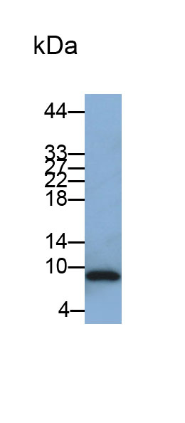 Polyclonal Antibody to Trefoil Factor 3 (TFF3)