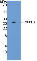 Polyclonal Antibody to Lymphocyte Activation Gene 3 (LAG3)