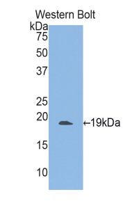 Polyclonal Antibody to Integrin Alpha M (CD11b)