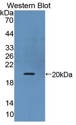 Polyclonal Antibody to Interleukin 17B (IL17B)