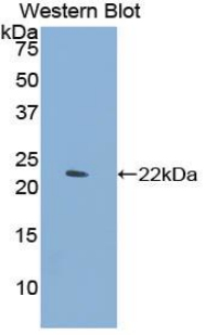 Polyclonal Antibody to Cluster Of differentiation 299 (C<b>D299</b>)