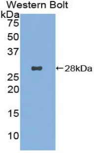Polyclonal Antibody to C-Type Lectin Domain Family 13, Member A (CLEC13A)