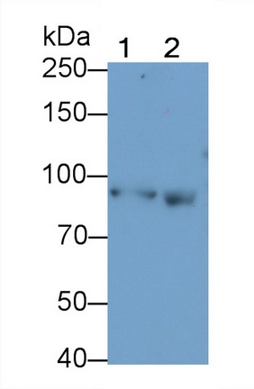 Polyclonal Antibody to Signal Transducer And Activator Of Transcription 5A (STAT5A)