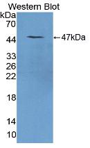 Polyclonal Antibody to Regenerating Islet Derived Protein 1 Alpha (REG1a)