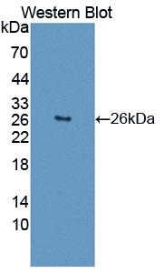 Polyclonal Antibody to Minichromosome Maintenance Deficient 2 (MCM2)