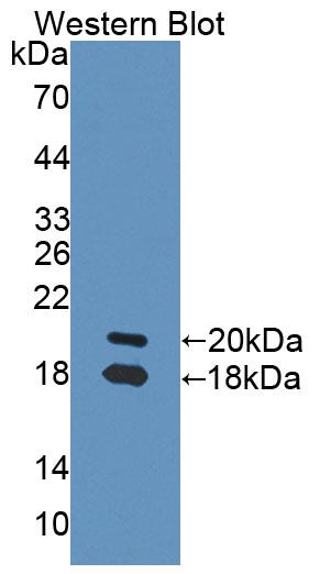 Biotin-Linked Polyclonal Antibody to Neuregulin 1 (NRG1)