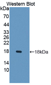 Polyclonal Antibody to Monokine Induced By Interferon Gamma (MIg)