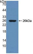Polyclonal Antibody to Dynamin 1 (DNM1)