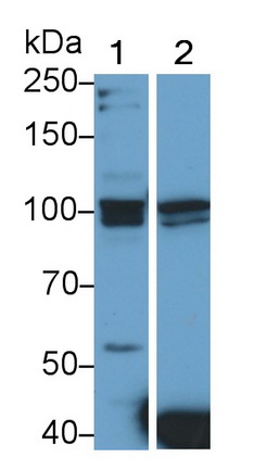 Polyclonal Antibody to Toll Like Receptor 3 (TLR3)