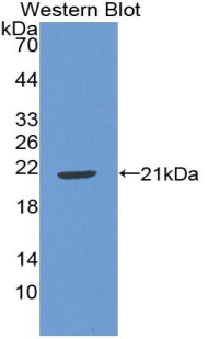 Polyclonal Antibody to Interleukin 22 (IL22)