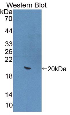 Polyclonal Antibody to Interleukin 22 (IL22)