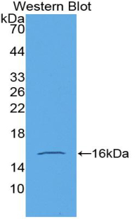 Biotin-Linked Polyclonal Antibody to Growth Differentiation Factor 15 (GDF15)