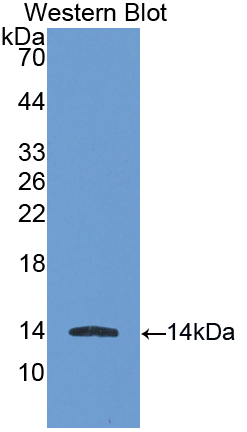 Biotin-Linked Polyclonal Antibody to Interferon Inducible T-Cell Alpha Chemoattractant (ITaC)