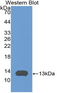 Polyclonal Antibody to Interferon Inducible T-Cell Alpha Chemoattractant (ITaC)