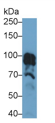 Polyclonal Antibody to Integrin Alpha 9 (ITGa9)