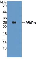 Polyclonal Antibody to Integrin Alpha 10 (ITGa10)