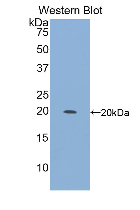 Polyclonal Antibody to Integrin Alpha 10 (ITGa10)