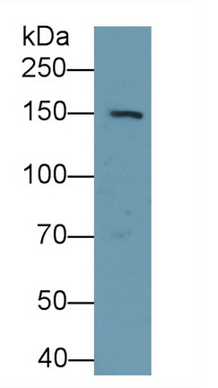 Polyclonal Antibody to Integrin Alpha 11 (ITGa11)