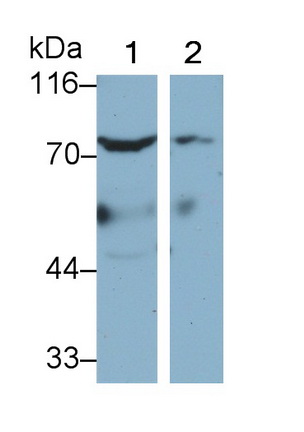 Polyclonal Antibody to Integrin Beta 6 (ITGb6)