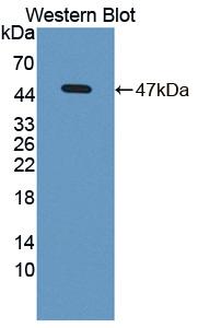 Polyclonal Antibody to Bone Morphogenetic Protein 8B (BMP8B)