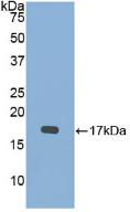 Polyclonal Antibody to Bone Morphogenetic Protein 15 (BMP15)