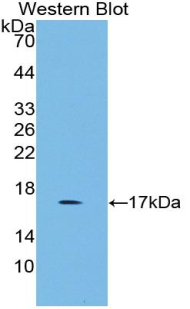 Polyclonal Antibody to Growth Differentiation Factor 3 (GDF3)