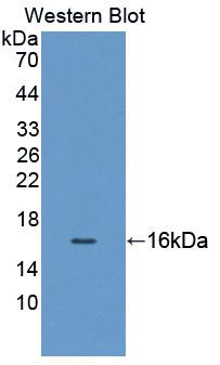 Polyclonal Antibody to Growth Differentiation Factor 11 (GDF11)