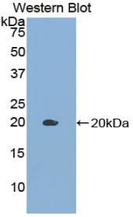 Polyclonal Antibody to Growth Differentiation Factor 10 (GDF10)