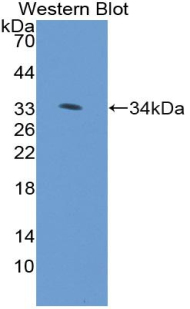 Biotin-Linked Polyclonal Antibody to Collagen Type VII (COL7)