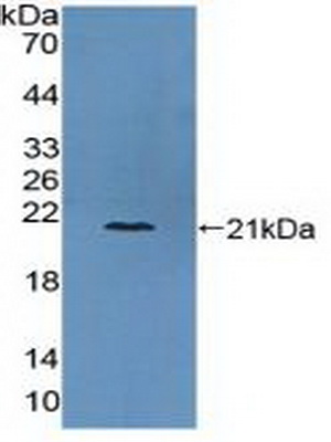 Polyclonal Antibody to Collagen Type VI Alpha 3 (COL6a3)