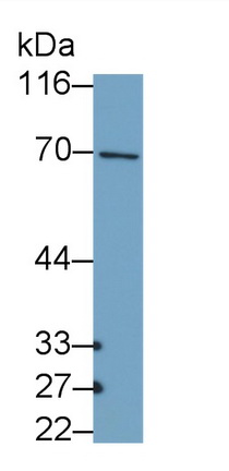 Polyclonal Antibody to Collagen Type X (COL10)