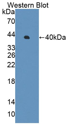 Polyclonal Antibody to Protein Phosphatase 1, Regulatory Subunit 15A (PPP1R15A)