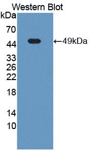 Polyclonal Antibody to Nuclear Mitotic Apparatus Protein 1 (NUMA1)