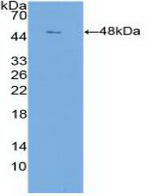 Polyclonal Antibody to Claudin 1 (CLDN1)