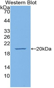 Polyclonal Antibody to Endothelial Cell Specific Molecule 1 (ESM1)