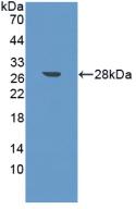 Polyclonal Antibody to Fibroblast Activation Protein Alpha (FAPa)