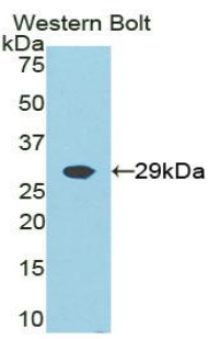 Polyclonal Antibody to Growth Factor Receptor Bound Protein 2 (Grb2)