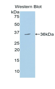 Polyclonal Antibody to 150 kDa Oxygen Regulated Protein (ORP150)